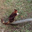 とびだせ動物の…