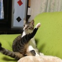 ネコちゃんず810日目