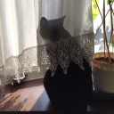 ネコちゃんず815日目