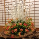 むさ家  新年近況