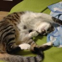 ネコちゃんず820日目