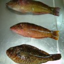 釣初め