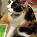 ねこカフェ