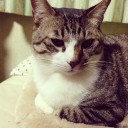 ネコちゃんず834日目
