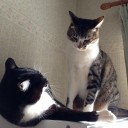 ネコちゃんず835日目