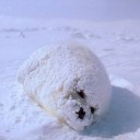 ウキウキホイホイლ（╹◡╹๑ლ）