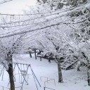 雪積もりました。