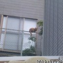 晴天回復？