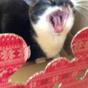 ネコちゃんず841日目 その2