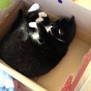 ネコちゃんず841日目 その2