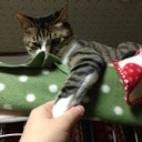 ネコちゃんず844日目