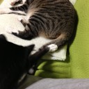 ネコちゃんず845日目