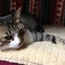 ネコちゃんず847日目