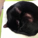 ネコちゃんず848日目