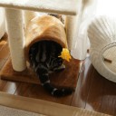 コロン