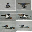 自然界の愛