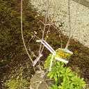 満月ロウバイを植樹する！