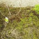 満月ロウバイを植樹する！
