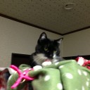 ネコちゃんず856日目