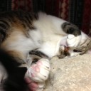 ネコちゃんず857日目