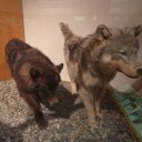 アラスカでオーロラ（２）