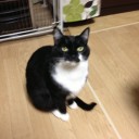 ネコちゃんず858日目