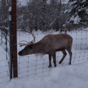 アラスカでオーロラ（８）