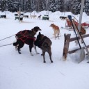 アラスカでオーロラ（９）