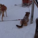 アラスカでオーロラ（９）