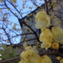 今年も蝋梅の花が