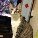 ネコちゃんず867日目