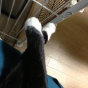 ネコちゃんず868日目