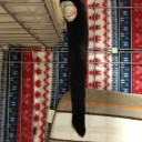 ネコちゃんず873日目