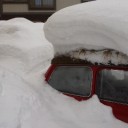 くるま緑化。