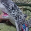 シュラバザメ