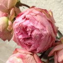 春来たりなば…
