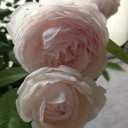 春来たりなば…