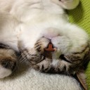 ネコちゃんず876日目