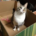 ネコちゃんず878日目