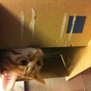 最近の猫