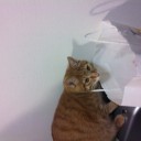 最近の猫