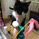 ネコちゃんず881日目