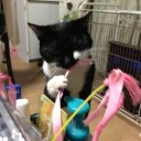 ネコちゃんず881日目