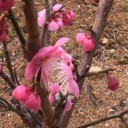 我が家の梅の花２０１３