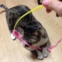 ネコちゃんず883日目
