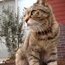 ネコちゃんず884日目