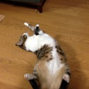 ネコちゃんず885日目