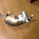 ネコちゃんず885日目
