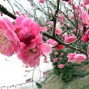 水曜日のツンデレ情報　“オカアサンはソラ吉マニア”　の巻