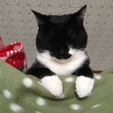 ネコちゃんず886日目